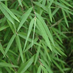 Bambu Fargesia angustissima